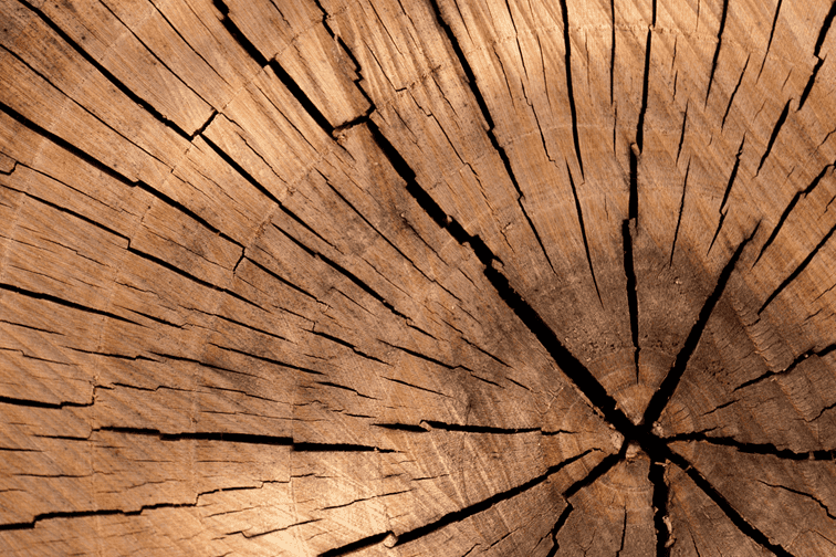 hardheid houtsoorten