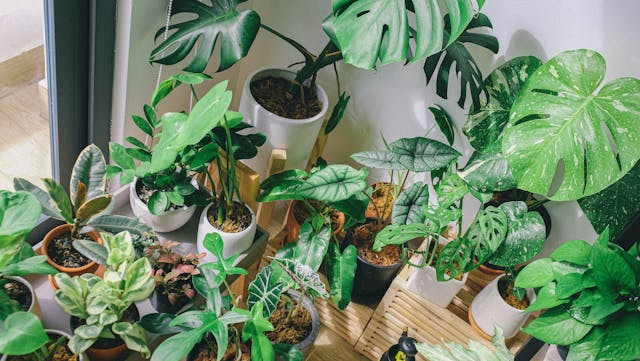 biophilic interieur meubelzaak weert