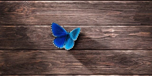 houtrot verhuisbedrijf in eindhoven houtrot verhuisbedrijf in eindhoven